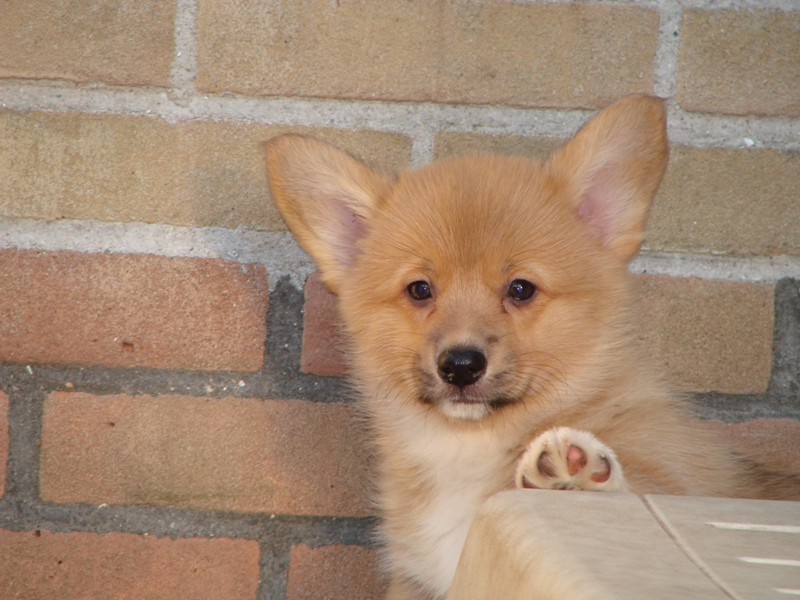 Puppies